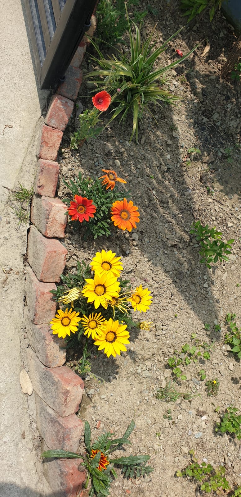 Yellow flowers in the compound garden