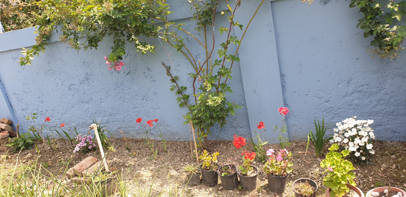 Rose garden at Ashirwad Homestay
